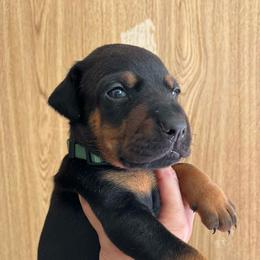 Max - Black and rust male Doberman Pinscher puppy in Newberg, Oregon from De Mata Dobermann Kennel