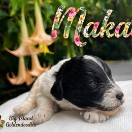 Makai - Parti male Goldendoodle puppy in Willits, California from Big Island Goldendoodles