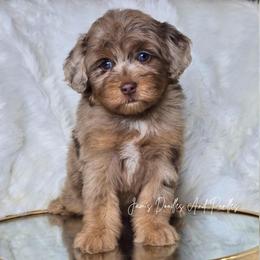 Truffle - Brown merle female Aussiedoodle puppy in Cleveland, Georgia from Jam's Doodles And Poodles