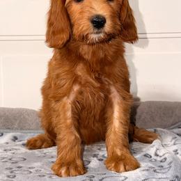 Maple - Red  female Goldendoodle puppy in Beecher, Illinois from Erica’s Doodles