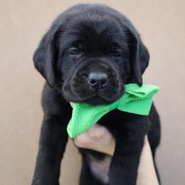 Reef - Black male Labrador Retriever puppy in Ocala, Florida from Moon river Labradors