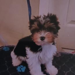 Noble Legacys Elegant Spencer - Black tan and white male Biewer Terrier puppy in Vancouver, Washington from Noble Legacy Biewers
