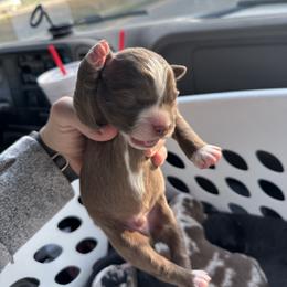 Red Bi Color Male - 1600 - Red & white male Australian Shepherd puppy in Morristown, Tennessee from Lakeway Farms