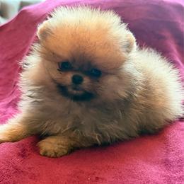 London - Orange sable female Pomeranian puppy in Waterloo, Indiana from Garcias Pomeranian