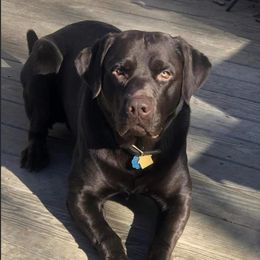 Bodhi - Labrador Retriever