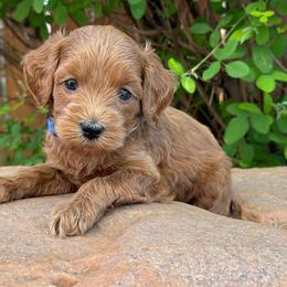 Bear - Blue Collar - Red  male Goldendoodle puppy in Kingwood, Texas from Kingwood Goldendoodles