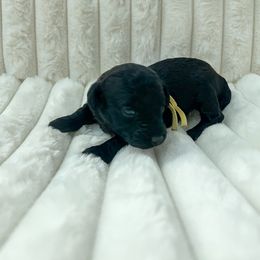 Goldendoodle Puppies from Desert Paws Doodles