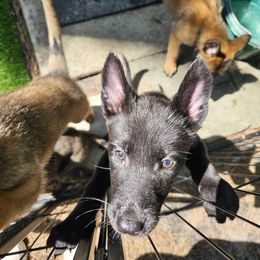 Green - xDutch Shepherd puppy from Crystal Coast Canine Training
