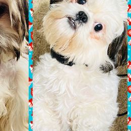 Shih Tzus and Shorkies from Wilson Kennel