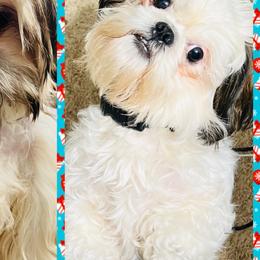Shih Tzus and Shorkies from Wilson Kennel