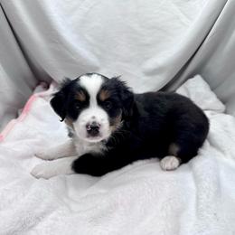 Ralf - Black tri male Toy Australian Shepherd puppy in Bly, Oregon from Apacheblus Toy Aussies