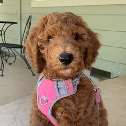 Poodles from Solid Rock Ranch Poodles