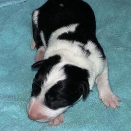 Pebbles - Black and white female Border Collie puppy in Henagar, Alabama from Ridge Kap Border Collies