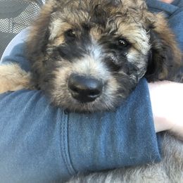 Pyredoodle and Sheepadoodle Puppies from Davis Family Doodles