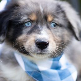 Australian Shepherds, German Shepherds, and Miniature Australian Shepherds from Dry Creek Puppies, LLC