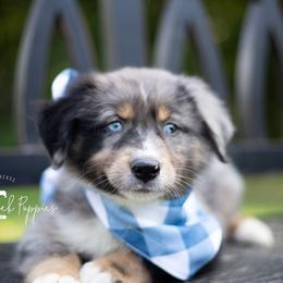 Australian Shepherds, German Shepherds, and Miniature Australian Shepherds from Dry Creek Puppies, LLC