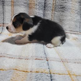 Tri Boy - Black white and tan male Beagle puppy in New River, Arizona from Desert Mountain Dobermans