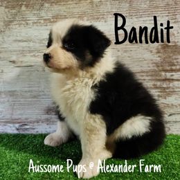 Australian Shepherd and Mastiff Puppies from Aussome Pups at Alexander Farm