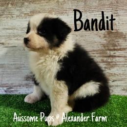 Australian Shepherd and Mastiff Puppies from Aussome Pups at Alexander Farm