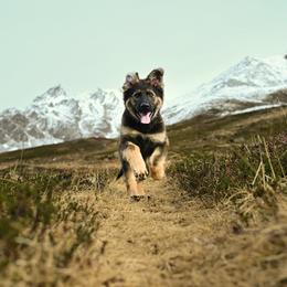 German Shepherd Puppies from Zwinger Vom Rabenauge