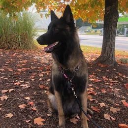 Belgian Malinois from McCollum Breeds