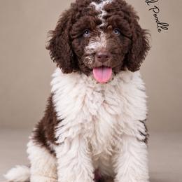 Chuckie (Service Dog Prospect) - Parti male Poodle puppy in Spring Hills, Florida from The Olympus Standard Poodle