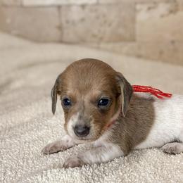 Jack - Fawn (isabella) and tan male Dachshund puppy in Marvell, Arkansas from Hat Creek Kennel