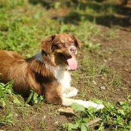 Mabel - Australian Shepherd