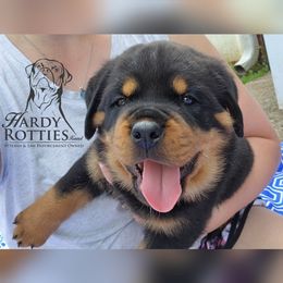 Rottweiler Puppies from Hardy Rotties