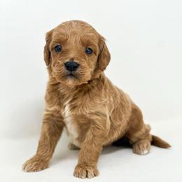 Pleakley - Red  male Goldendoodle puppy in Davison, Michigan from Dreaming Doodles