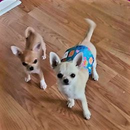 Sterling - Chihuahua