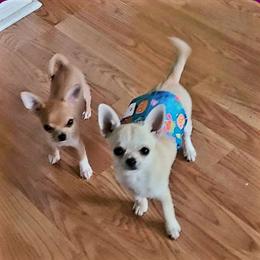 Sterling - Chihuahua