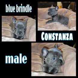 Boy 1 - French Bulldog puppy in Sandy, Utah from Fanciful Frenchies