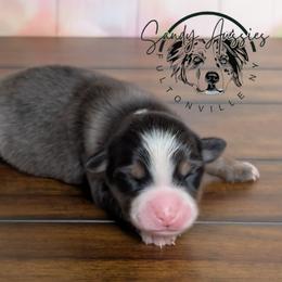 Willow - Black tri-color female Australian Shepherd puppy in Fultonville, New York from Sandy Aussies & Pomeranians