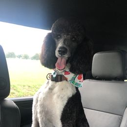Goldendoodles and Poodles from Diamond C Doodles