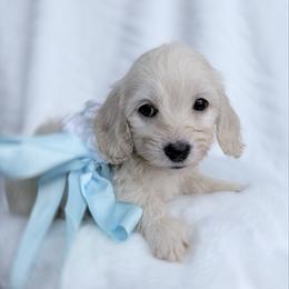 Copper cream silky wire - Cream male Dachshund puppy in Richmond, Virginia from Irresistible Dachshunds & Cavaliers