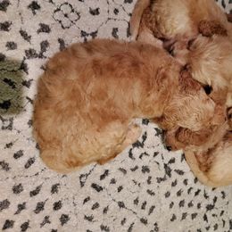 Goldendoodle Puppies from Soule Buddies