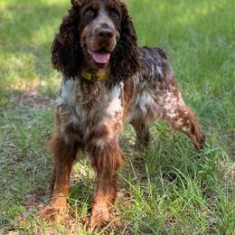 MoonPie - English Springer Spaniel