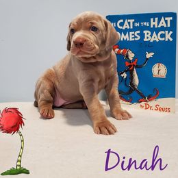 Weimaraner Puppies from LAAT Weims