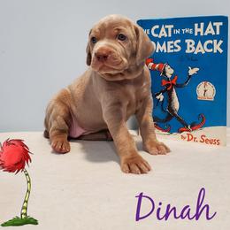 Weimaraner Puppies from LAAT Weims