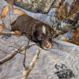 Facilier - Red tri male Miniature Australian Shepherd puppy in Bend, Oregon from Wonderland Aussies