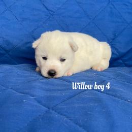 Willow boy 4 - White male Siberian Husky puppy in Ocala, Florida from Florida Husky Puppies