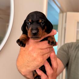 Bonnie - Black and tan female Dachshund puppy in Fort Wayne, Indiana from Hot Dog Haven