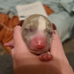 Boy 4 - White and silver male Teddy Roosevelt Terrier puppy in Claremore, Oklahoma from Travelin' Man Terriers