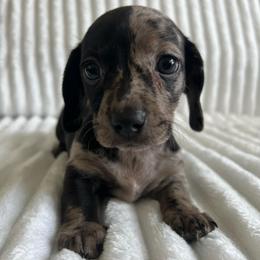 Ella - Dapple female Dachshund puppy in Ocala, Florida from Weenie Boops