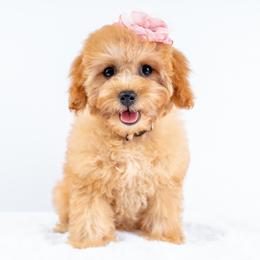 Millie - Red female Cavapoo puppy in Erda, Utah from Country Lane Doodles