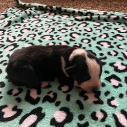 Hersey - Blue male Australian Cattle Dog puppy in Lancaster, Minnesota from Weleski Chocolate Heelers
