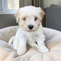 Valentin - White male Havanese puppy in Cadwell, Georgia from Hashtag Havenese