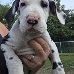 FEMALE HARLEQUIN GREEN COLLAR - Harlequin female Great Dane puppy in Hickman, Kentucky from Tidal Wave Danes