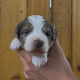 S'more - Tri-color female Bernedoodle puppy in Fallon, Nevada from Wild Roots Doodles